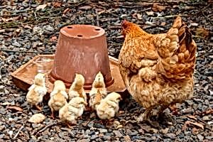 Suudi Arabistan’a Kanatlı Eti ve Yumurta İhracatında Yeni Fırsatlar!